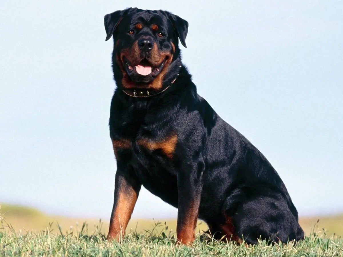 Rottweiler: La Majestuosidad de la Fuerza y la Lealtad.