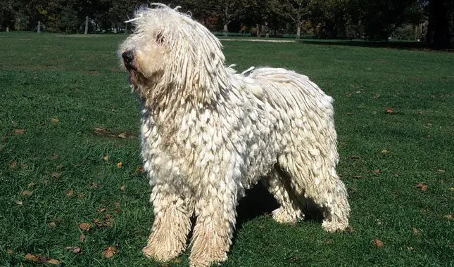 Komondor: El Gigante Blanco Guardián de la Oveja.
