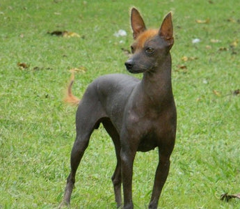 Perro Pila Argentino: Elegancia y Versatilidad en un Compañero Canino.