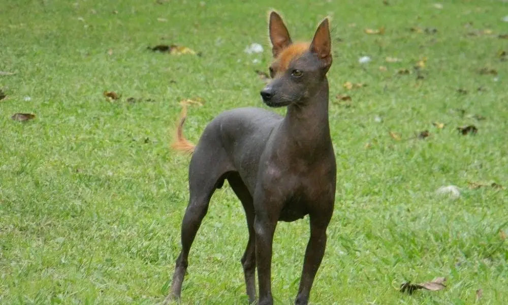 Perro Pila Argentino: Elegancia y Versatilidad en un Compañero Canino.