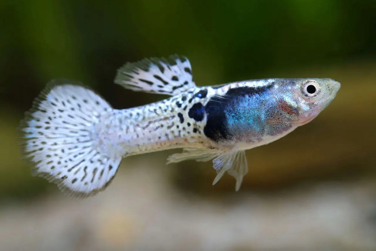 Guppy Moscow (Poecilia reticulata): Explorando la Belleza y Elegancia en Miniatura