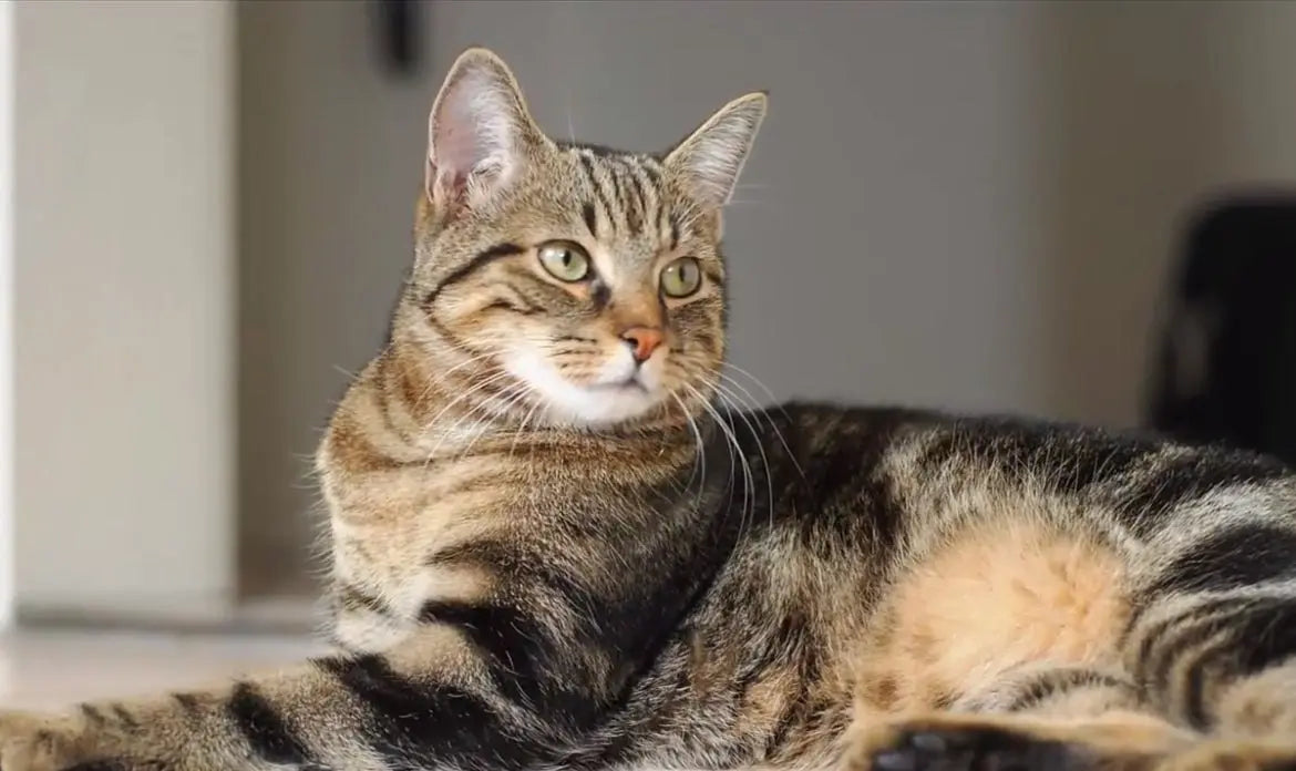 Gato Sokoke: El Tesoro Oculto de la Selva Africana.