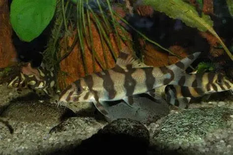 Botia Naranja (Botia histrionica): Exploradores Juguetones del Fondo