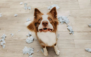 Lección 15: Identificando y Manejo del Estrés y la Ansiedad en los Perros