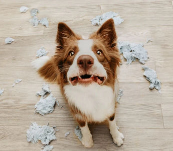 Lección 15: Identificando y Manejo del Estrés y la Ansiedad en los Perros