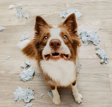 Lección 15: Identificando y Manejo del Estrés y la Ansiedad en los Perros
