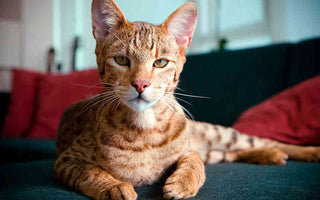 Gato Ashera: Elegancia Exótica en Cuatro Puntos.