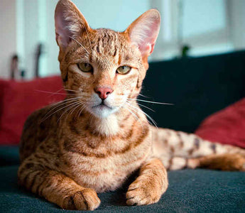 Gato Ashera: Elegancia Exótica en Cuatro Puntos.