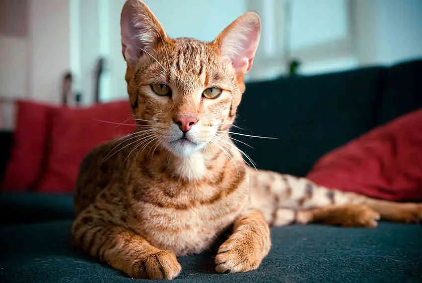 Gato Ashera: Elegancia Exótica en Cuatro Puntos.