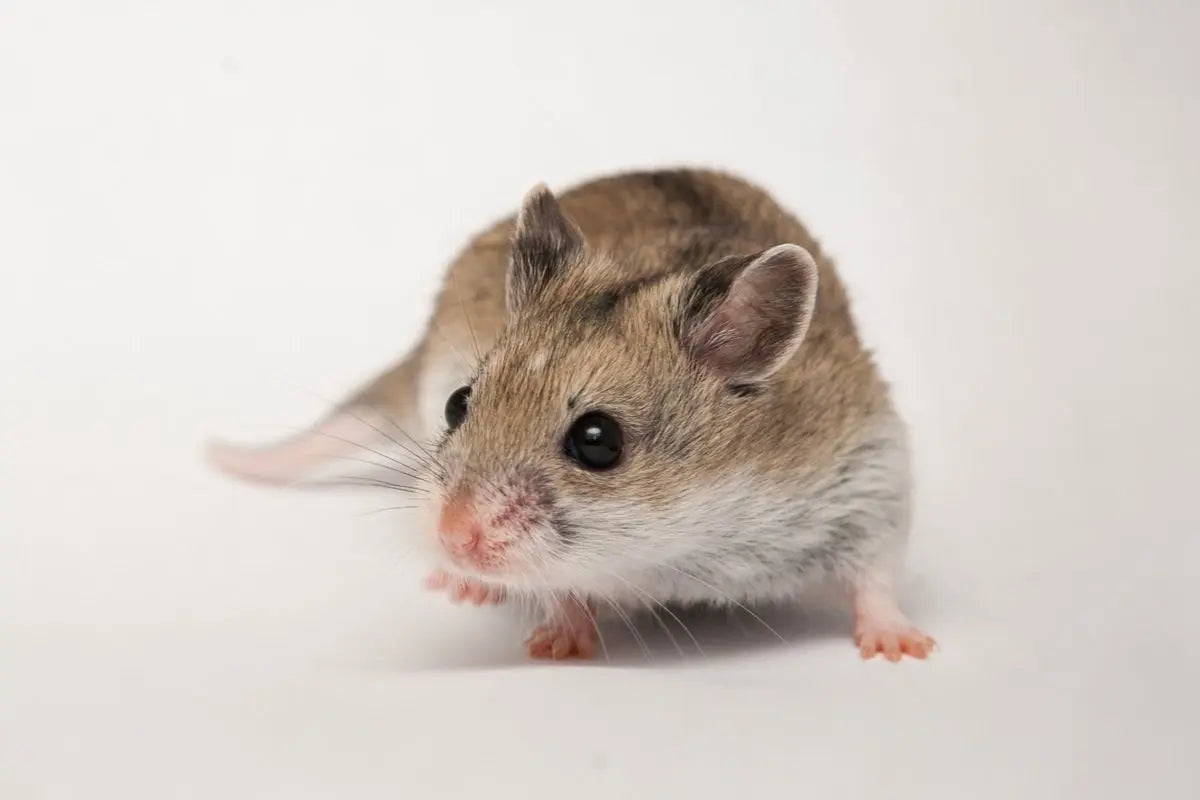 Hámster Chino (Cricetulus griseus) Guia