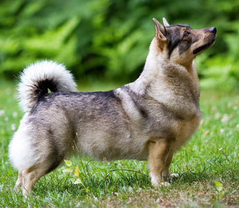 Pomsky: Una Encantadora Fusión de Pomerania y Husky Siberiano.