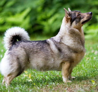 Pomsky: Una Encantadora Fusión de Pomerania y Husky Siberiano.