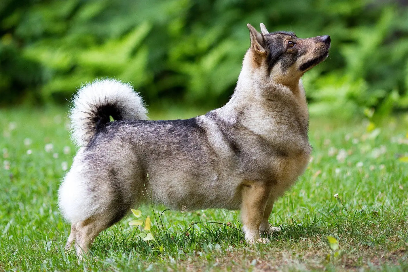 Pomsky: Una Encantadora Fusión de Pomerania y Husky Siberiano.