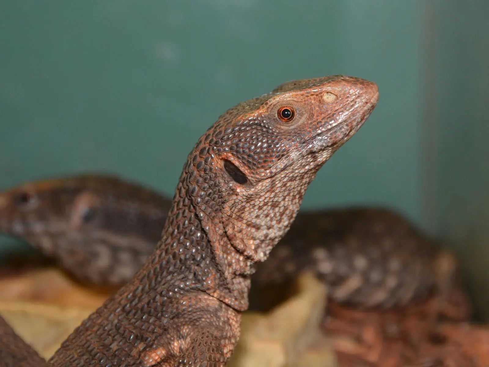 Monitor de Savannah (Varanus exanthematicus)