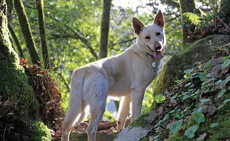 Can de Palleiro: La Tradición Gallega en un Compañero Leal.
