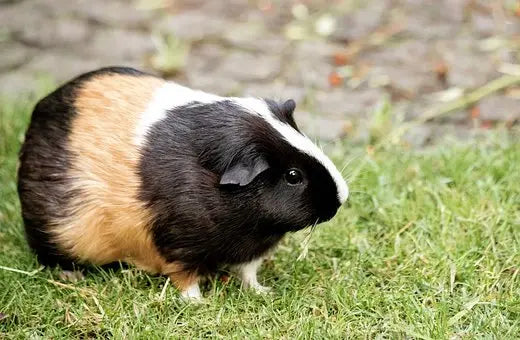 Cobaya de Pelo Corto (Smooth Coat)