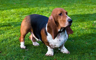 Basset Hound: Elegancia y Simpatía en Orejas Largas.