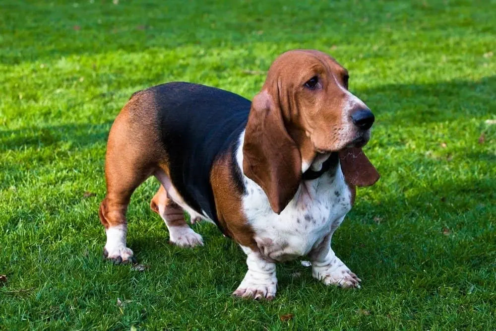 Basset Hound: Elegancia y Simpatía en Orejas Largas.