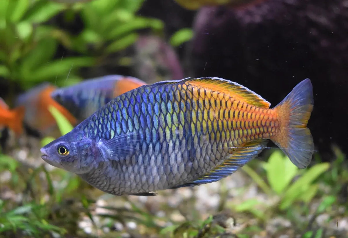 Peces Arco Iris (Melanotaenia spp.): Elegancia y Color en el Acuario