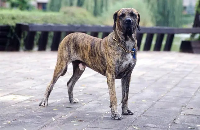 Fila Brasileiro: El Guardián Imperturbable de Brasil.