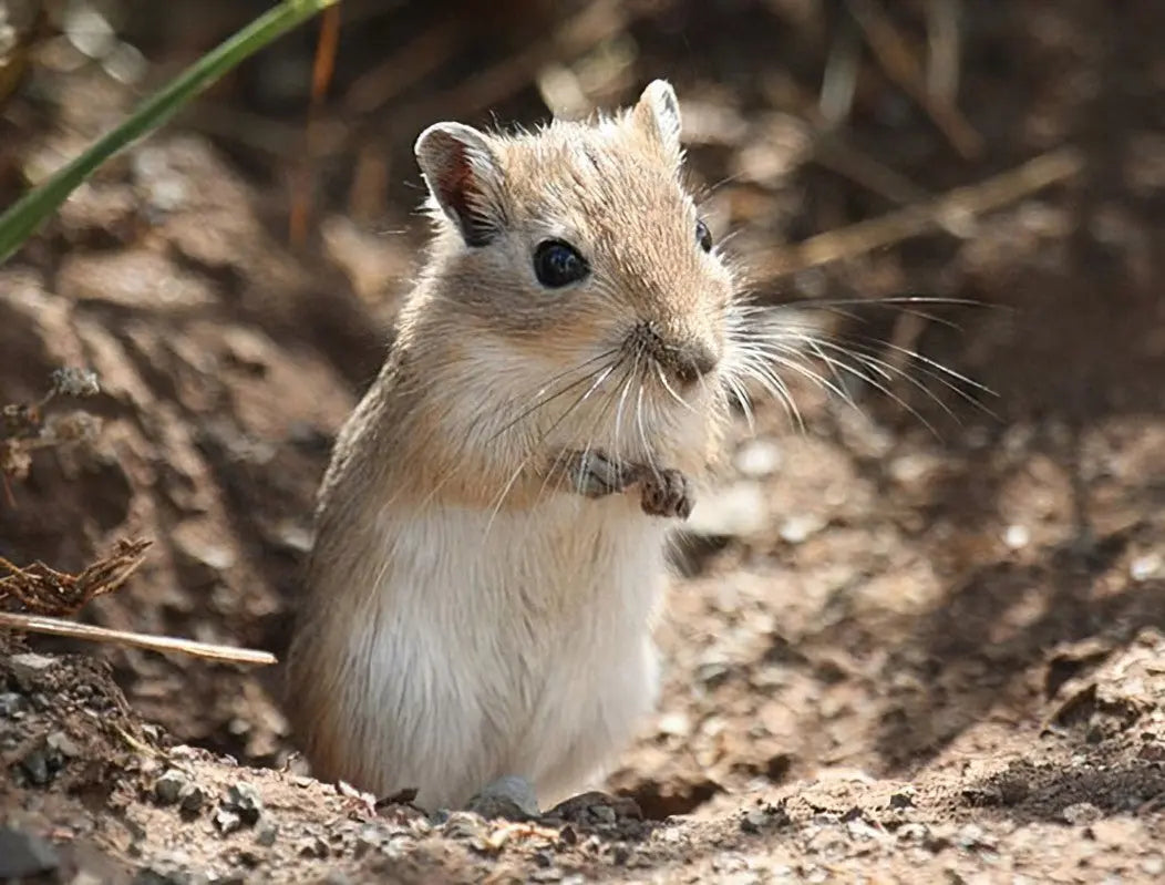 Jerbo de Cuatro Dedos (Meriones libycus)