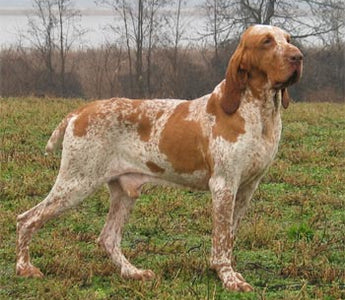 Pachón Navarro: Un Canino con Historia y Versatilidad.