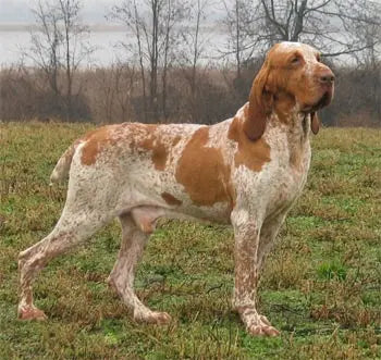 Pachón Navarro: Un Canino con Historia y Versatilidad.