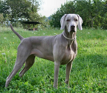 Braco Weimar: Elegancia y Versatilidad en una Raza de Perro.