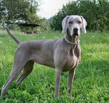 Braco Weimar: Elegancia y Versatilidad en una Raza de Perro.