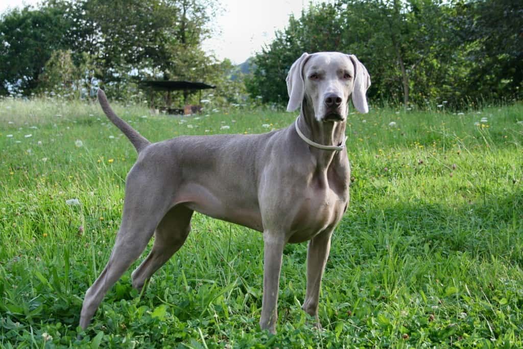 Braco Weimar: Elegancia y Versatilidad en una Raza de Perro.