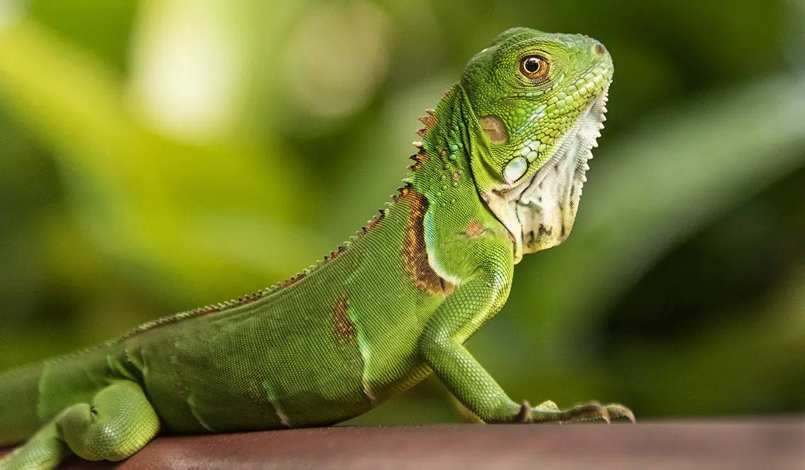 Iguana Verde (Iguana iguana) Guia