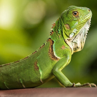Iguana Verde (Iguana iguana) Guia