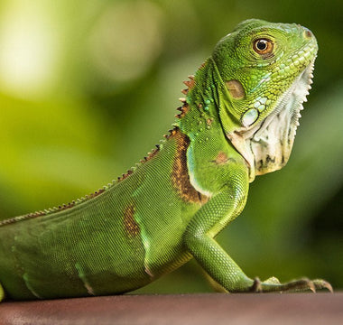 Iguana Verde (Iguana iguana) Guia