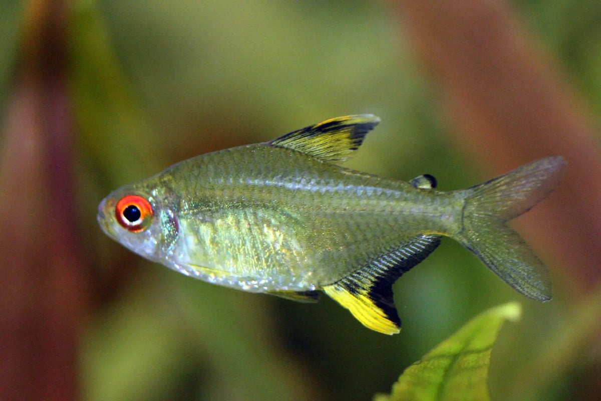 Tetra Limón (Hyphessobrycon pulchripinnis): Resplandor Cítrico en el Acuario