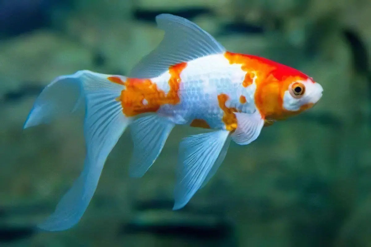 Pez Cometa (Carassius auratus): Belleza y Elegancia en el Acuario