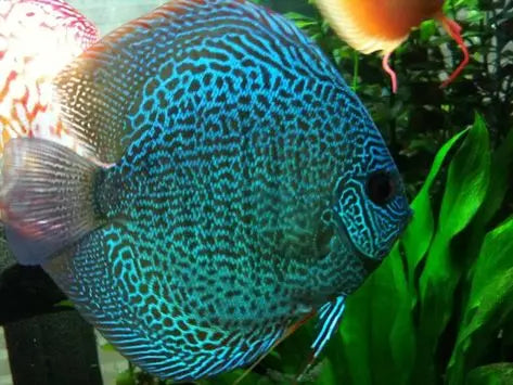 Peces Discos Turquesa (Symphysodon spp.): Elegancia en Movimiento Acuático