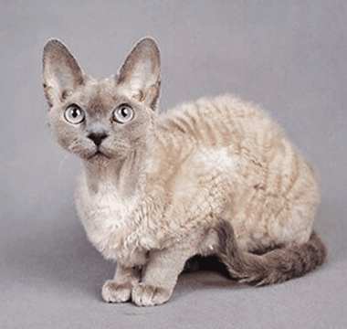 Gato German Rex: Elegancia Curvada con Amor