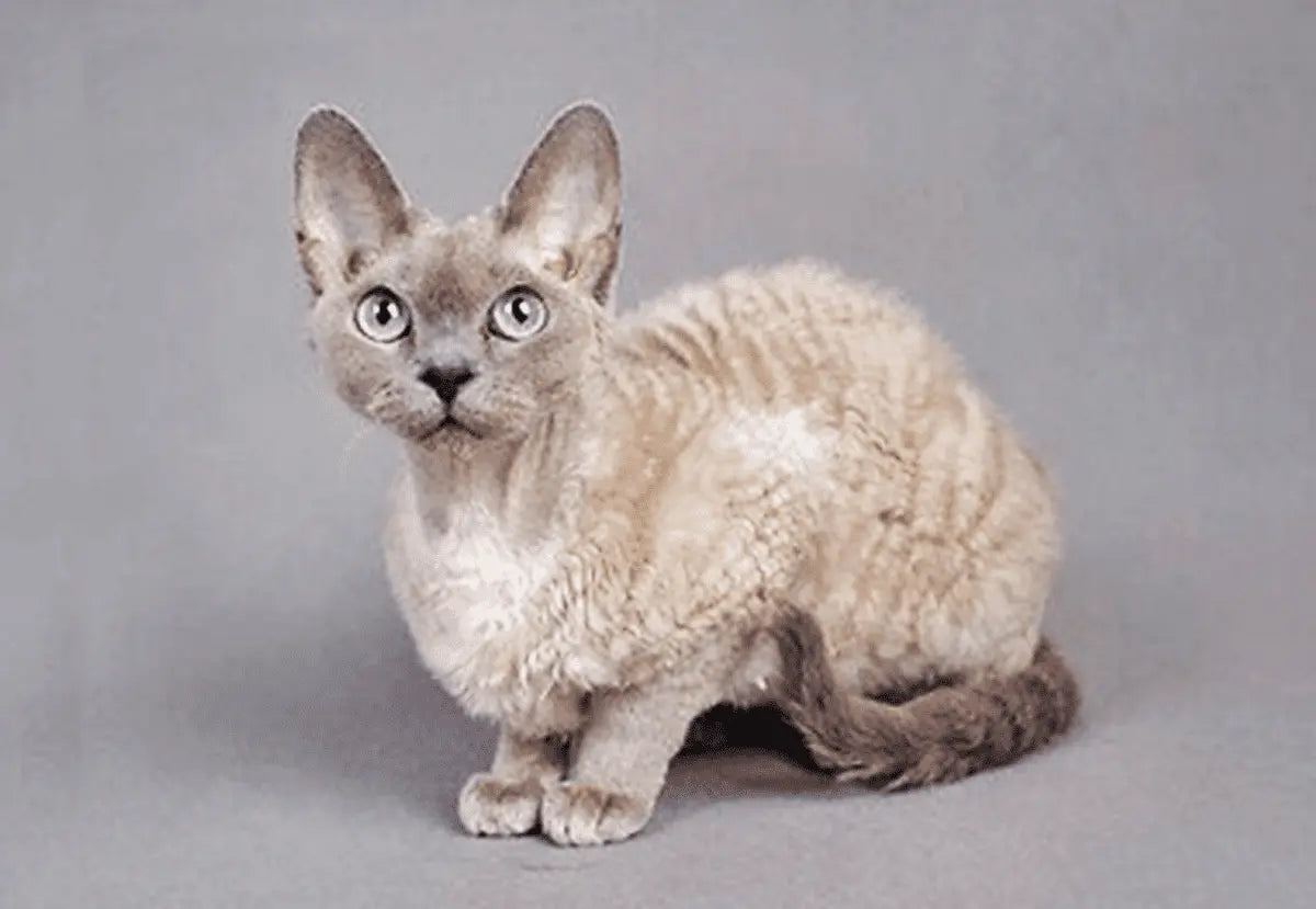 Gato German Rex: Elegancia Curvada con Amor