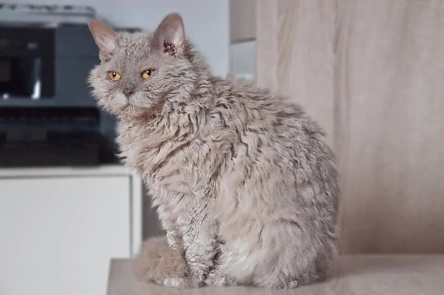 Gato Selkirk Rex: La Elegancia Rizada en Pelaje y Personalidad.