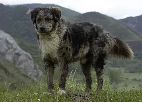 El Carea Leonés (Perro Pastor Leonés) Negro: Trabajo y Lealtad