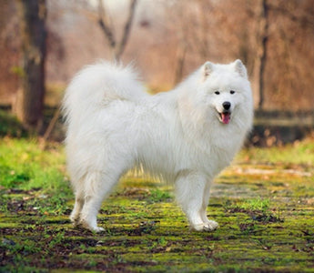 Perro Esquimal Americano: Elegancia Ártica