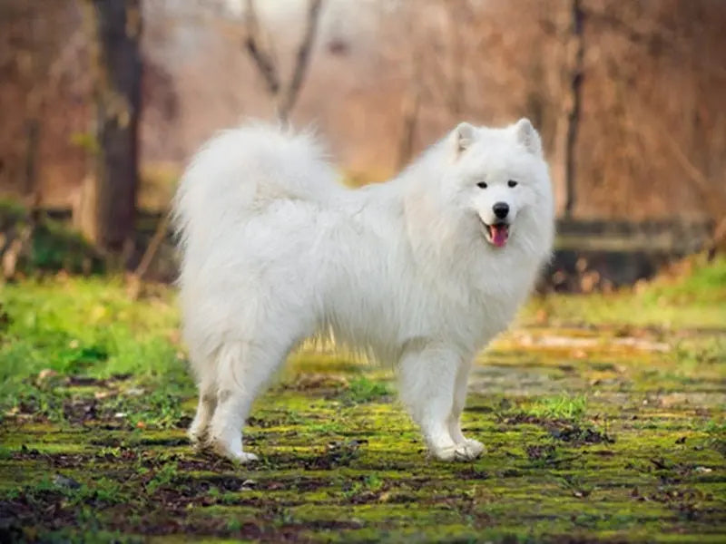 Perro Esquimal Americano: Elegancia Ártica