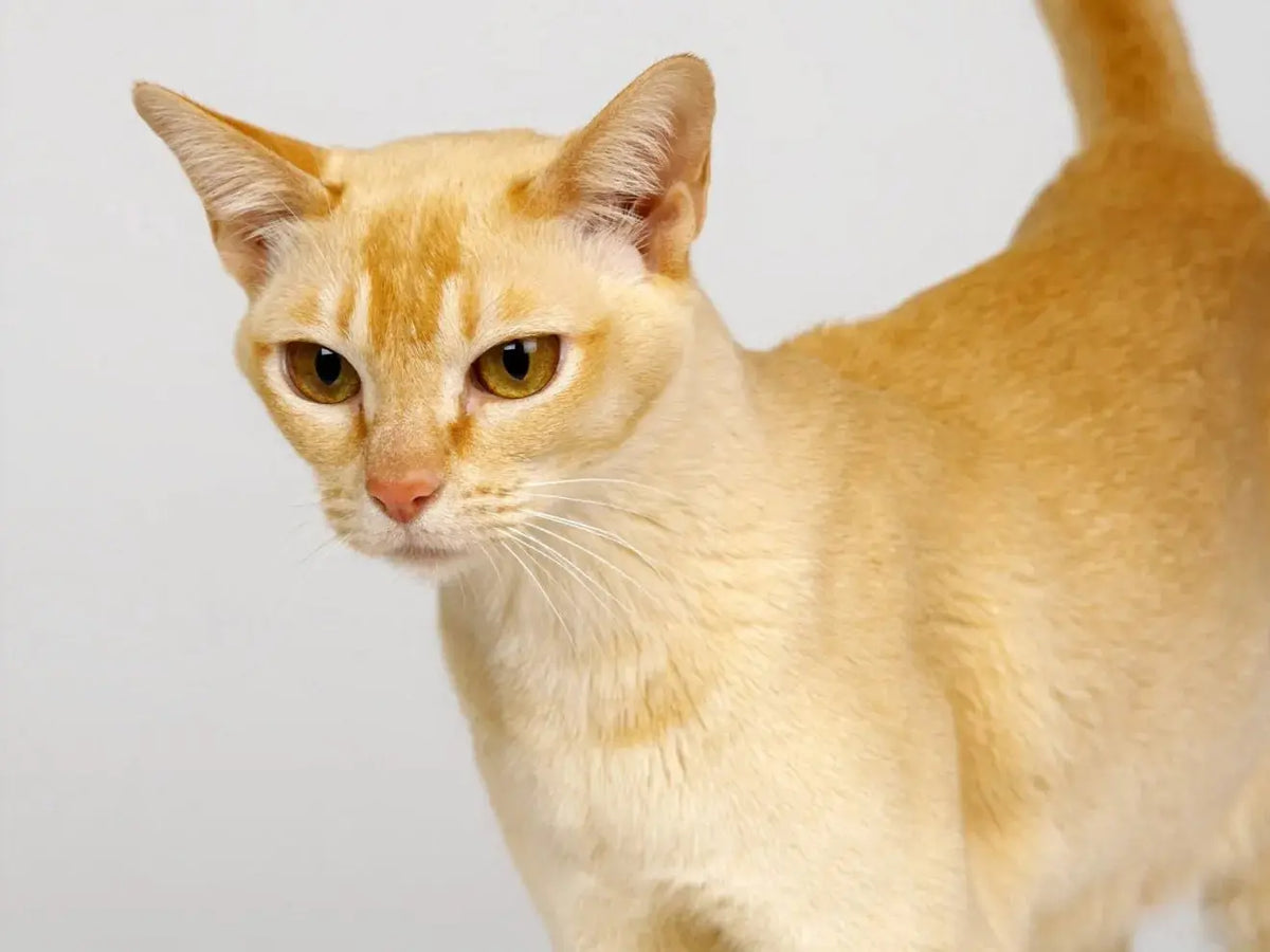 Gato Ceylán: Conoce la Elegancia Exótica.