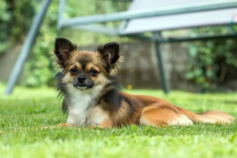 Chihuahua: Elegancia y Vivacidad en Miniatura.