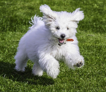 Bichon Frisé: Una Bolita Pelusa Llena de Encanto.