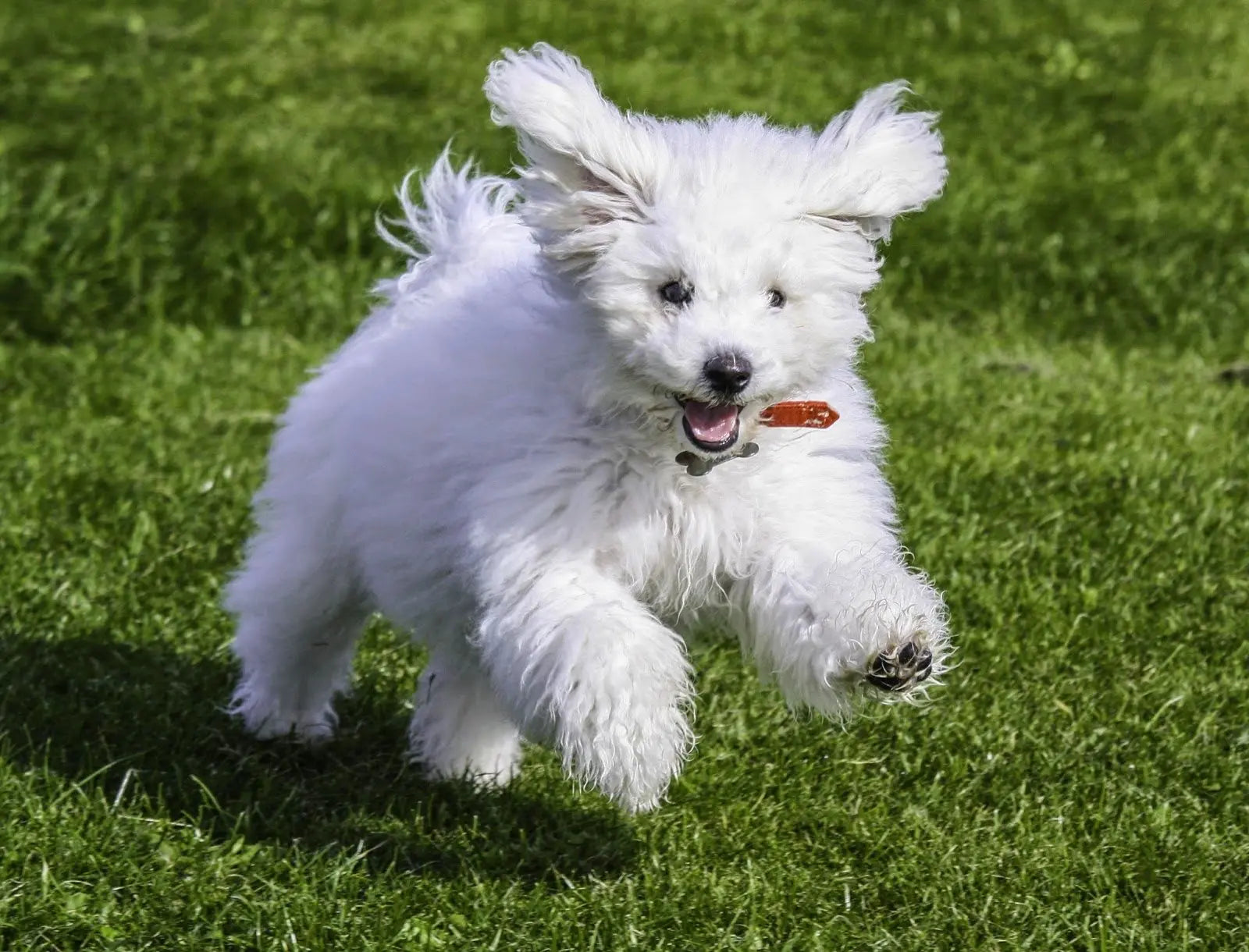 Bichon Frisé: Una Bolita de Pelusa Llena de Encanto.