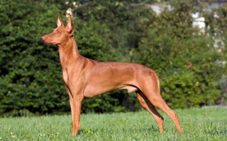 Podenco Andaluz: Elegancia y Energía en la Caza Española.