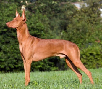 Podenco Andaluz: Elegancia y Energía en la Caza Española.