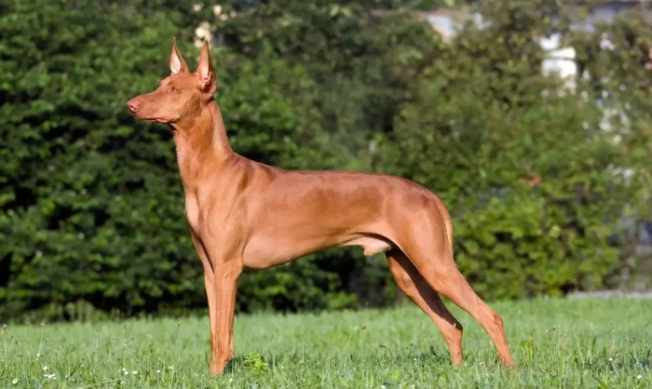 Podenco Andaluz: Elegancia y Energía en la Caza Española.