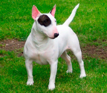 Bull Terrier Inglés: Elegancia y Fortaleza